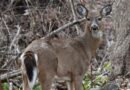 Most Hunting Licenses Can Now Be Purchased Online.