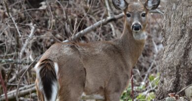 Most Hunting Licenses Can Now Be Purchased Online.