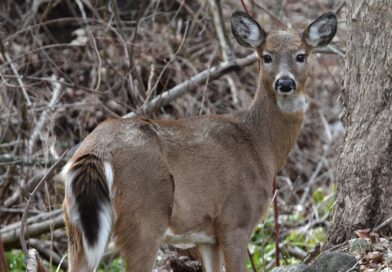 Most Hunting Licenses Can Now Be Purchased Online.