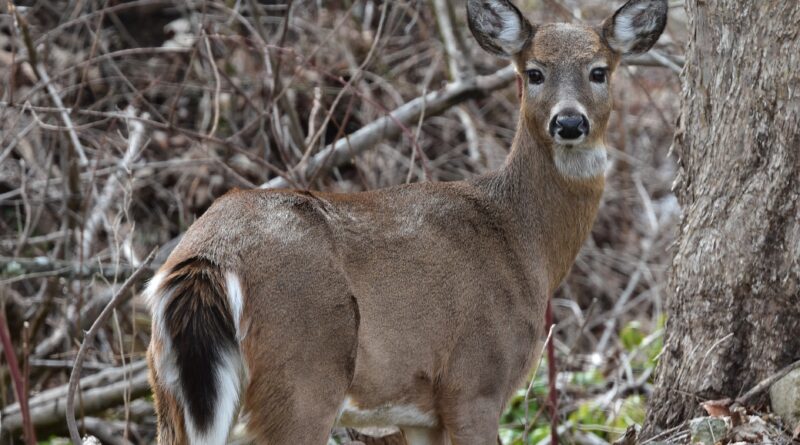 Most Hunting Licenses Can Now Be Purchased Online.